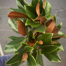 Load image into Gallery viewer, Winter Planter Workshop - November 20 @ 7pm